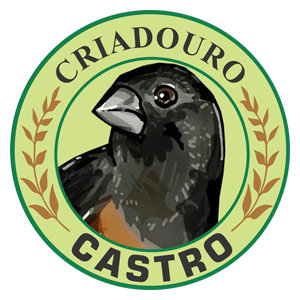 Criadouro Castro - Curió de Fibra - Uberaba/MG